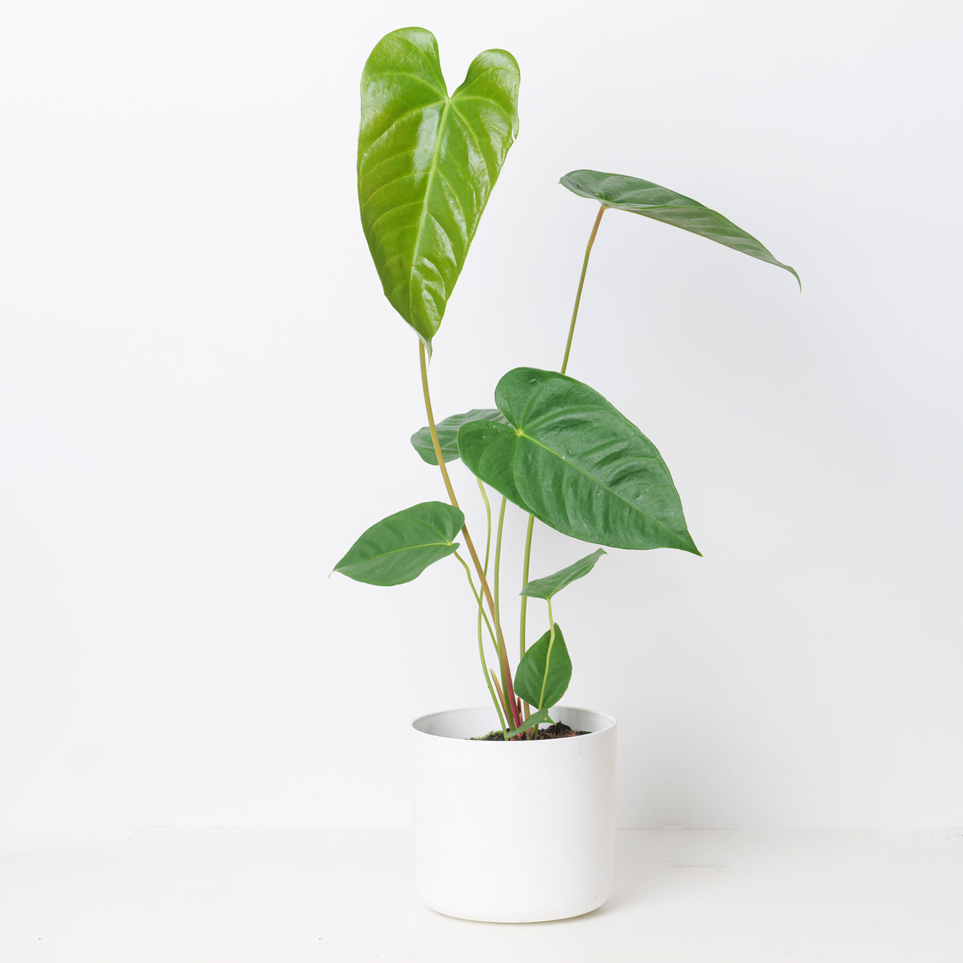 Anthurium recavum - House of Kojo