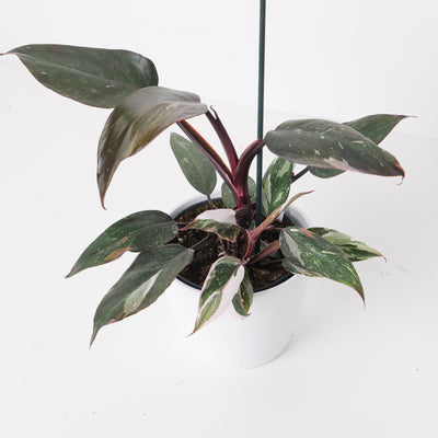Philodendron Red Anderson - House of Kojo