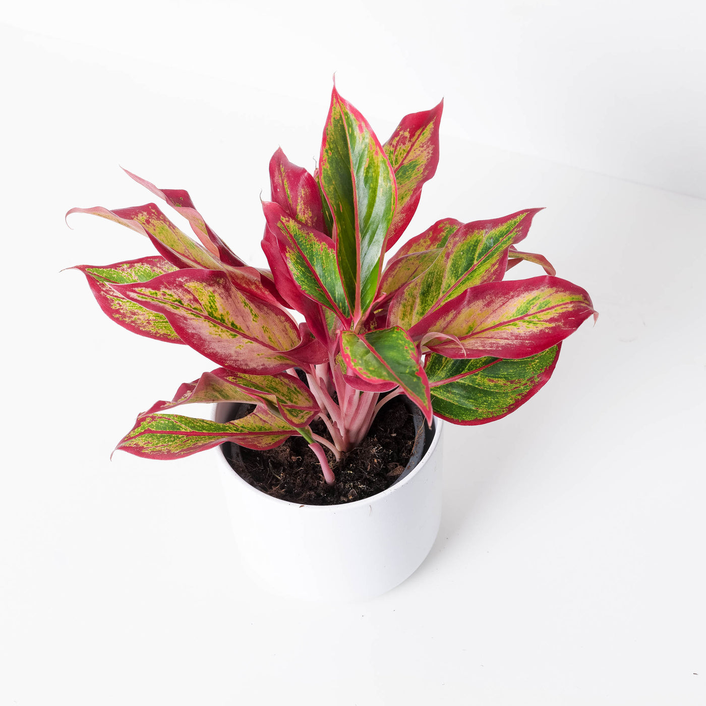 aglaonema fuego Aglaonema 'Red Fire'