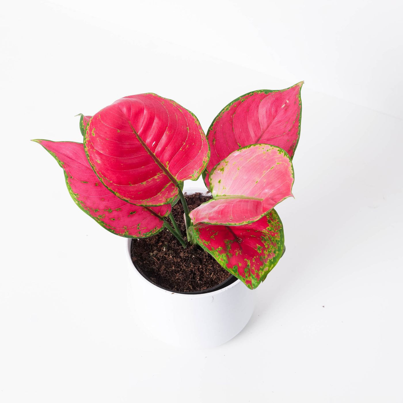 aglaonema rossa Aglaonema 'Red Joy'