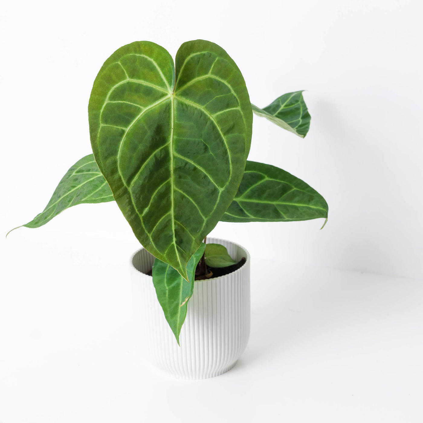 anthurium regale dark form Anthurium magnificum x regale