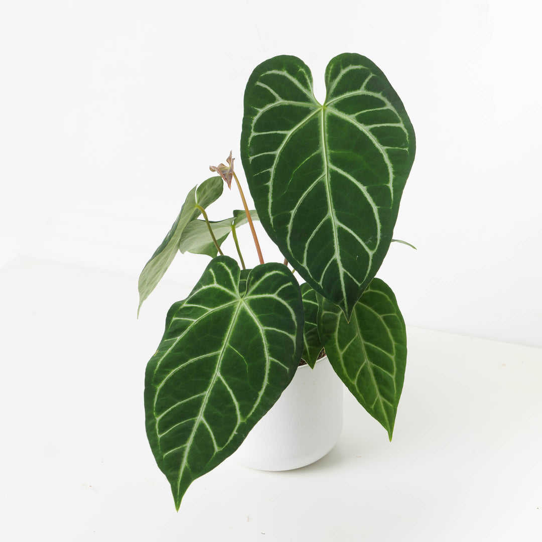 Anthurium regale – Carnivero