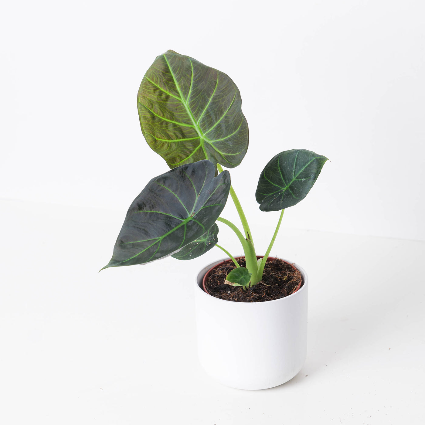 Alocasia 'Regal Shields' - House of Kojo