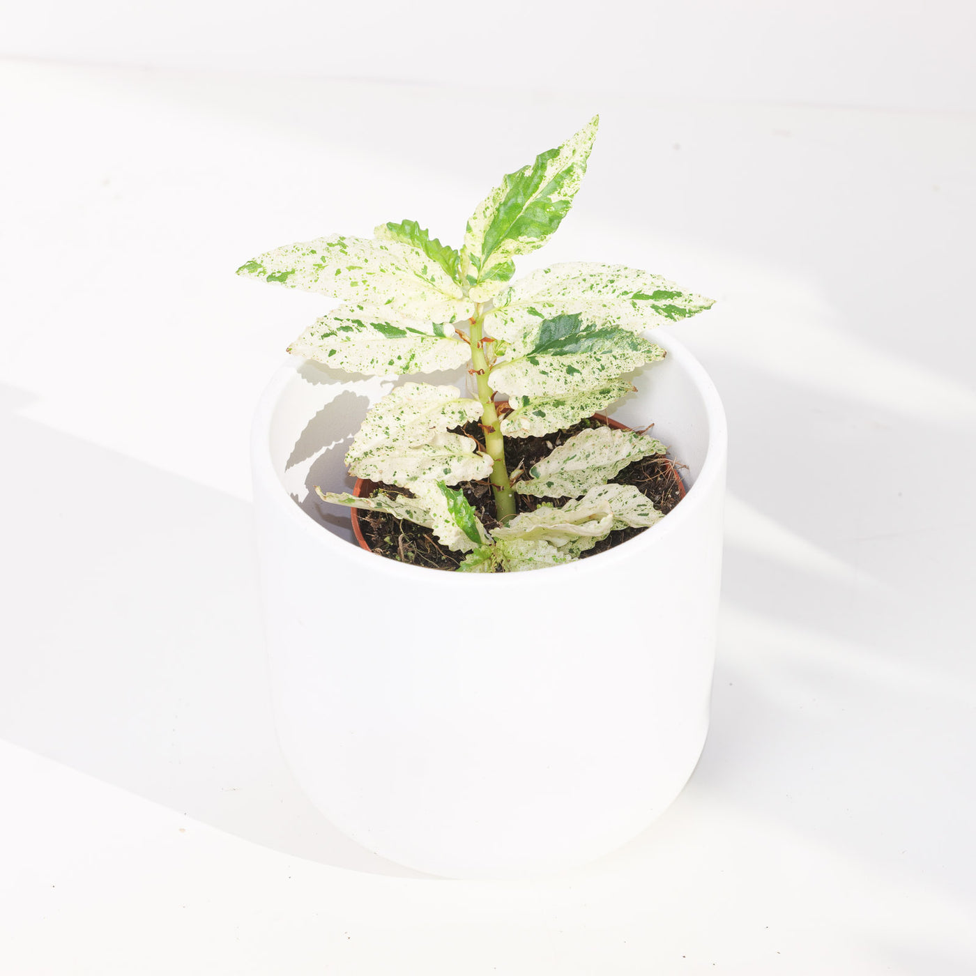 Pellionia repens variegated - House of Kojo