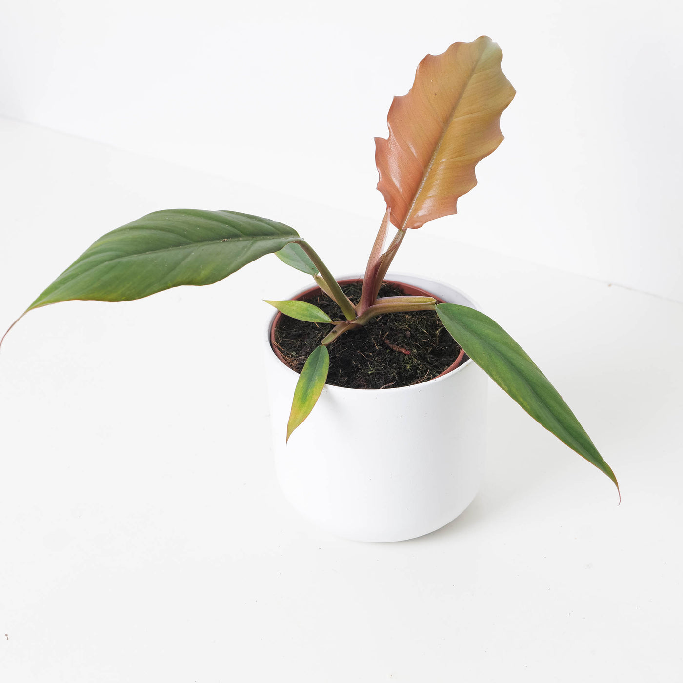 philodendron pluto red Philodendron Caramel Pluto
