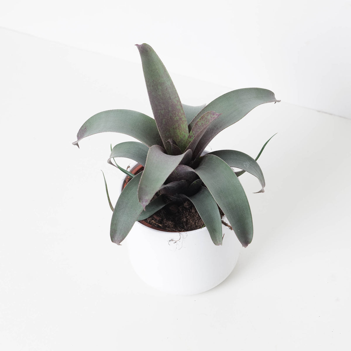 Vriesea Saundersii | House Plant - House of Kojo