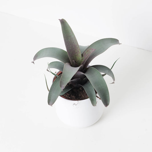 Vriesea Saundersii | House Plant - House of Kojo