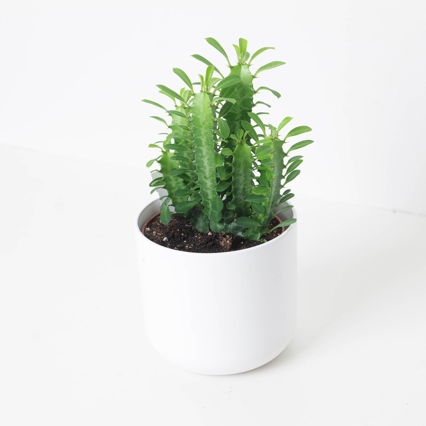 Euphorbia Trigona Green  |  Easy Care House Plant - House of Kojo