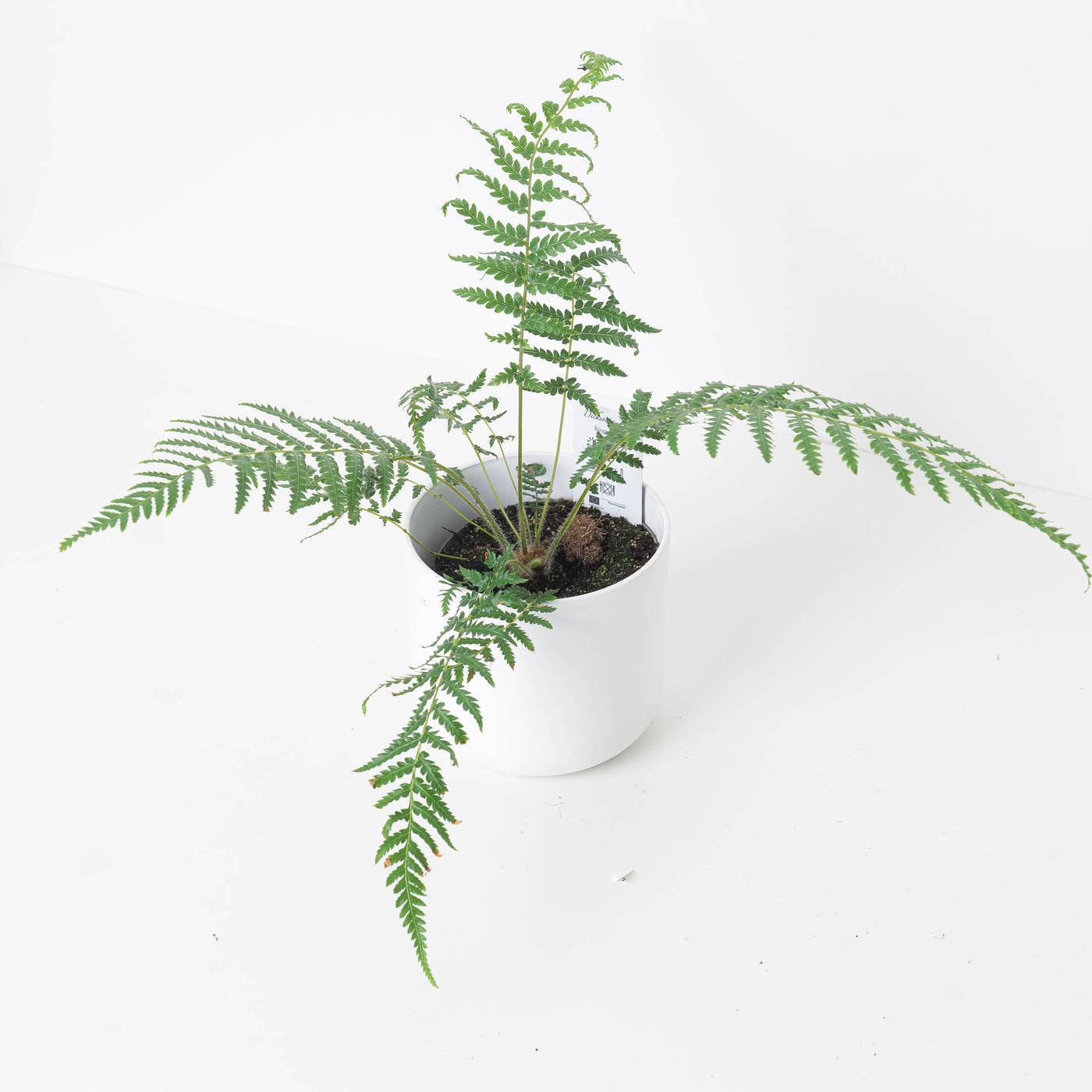 Tree Fern | Dicksonia antarctica - House of Kojo