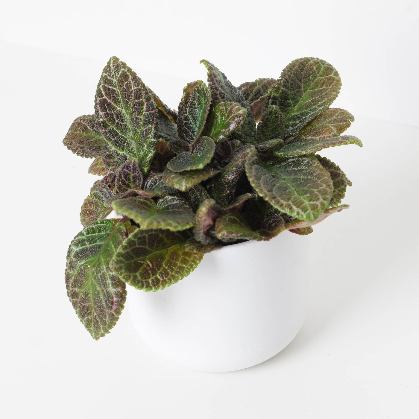 Episcia Cupreata - House of Kojo