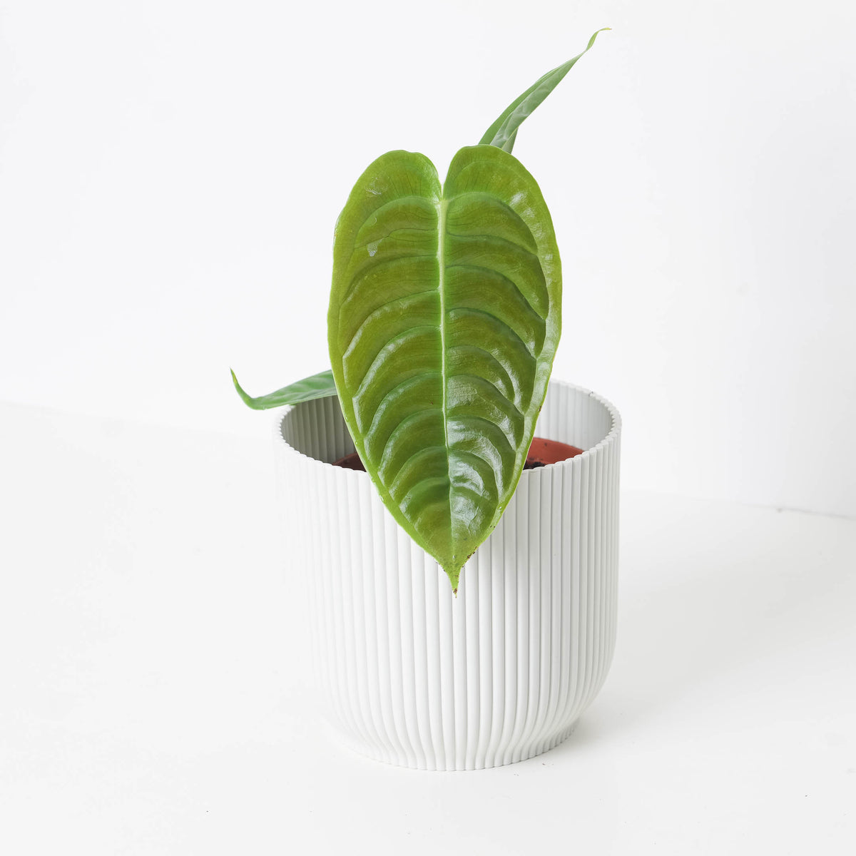 Imperfect Anthurium veitchii | King Anthurium - House of Kojo