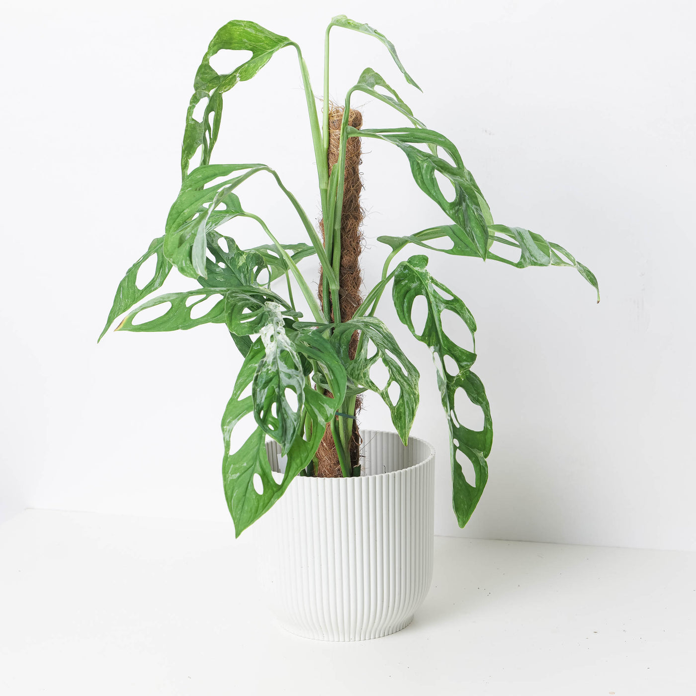 monstera deliciosa marble Monstera 'Indo Marble' | Janda Bolong Variegated