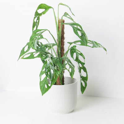 Monstera 'Indo Marble' | Janda Bolong Variegated - House of Kojo