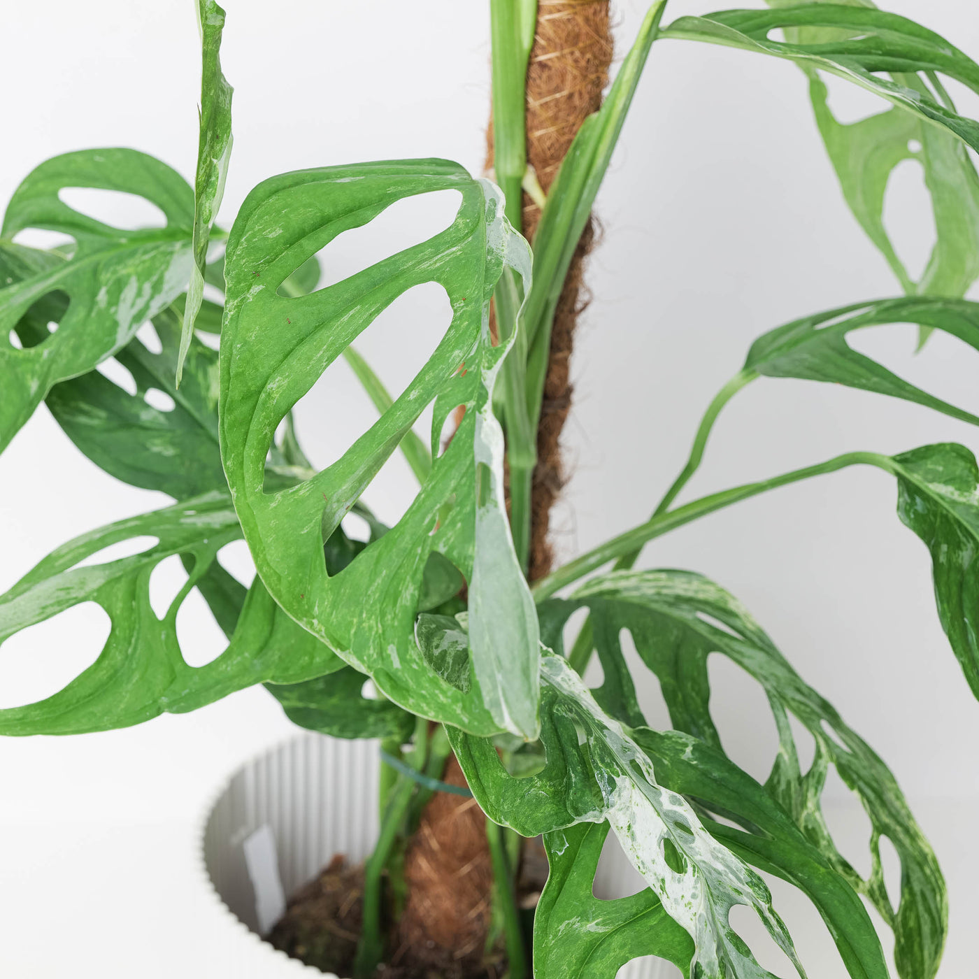marble monstera plant Monstera 'Indo Marble' | Janda Bolong Variegated