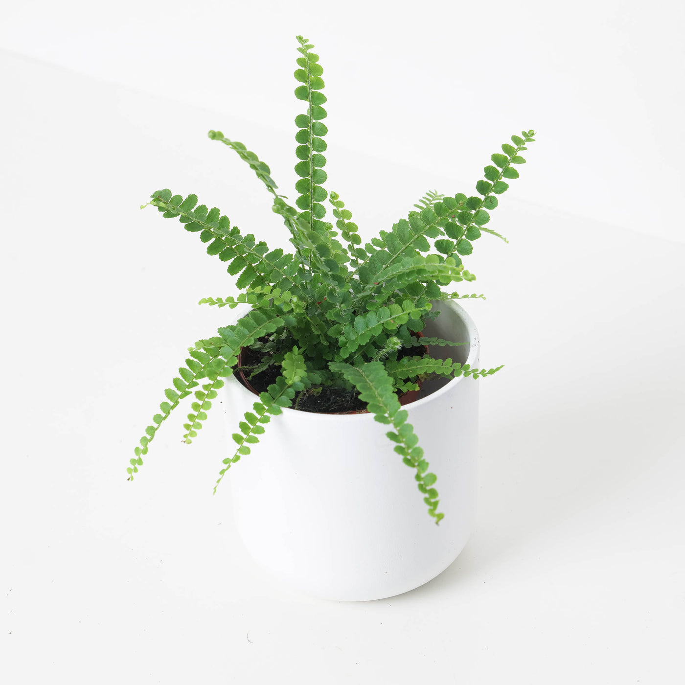 Boston Fern | Nephrolepis duffii - House of Kojo