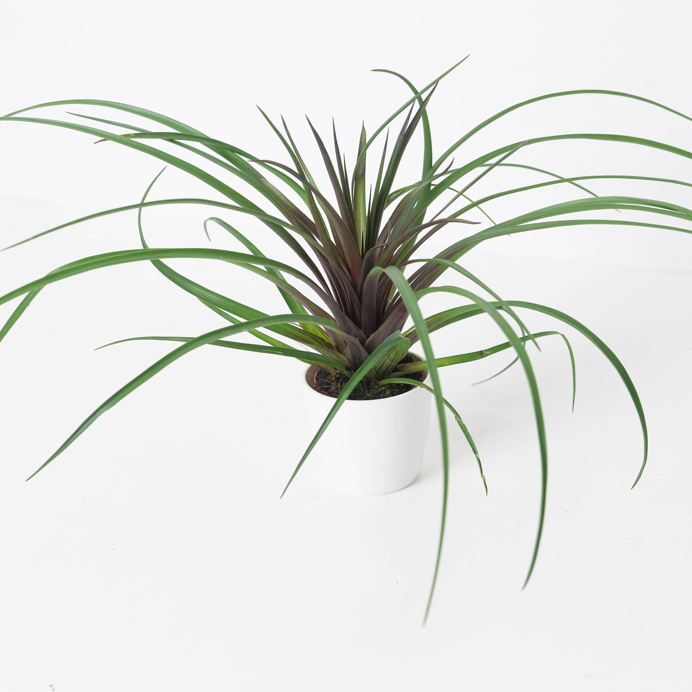 Wallisia cyanea | Tillandsia cyanea  |  Air Plant - House of Kojo