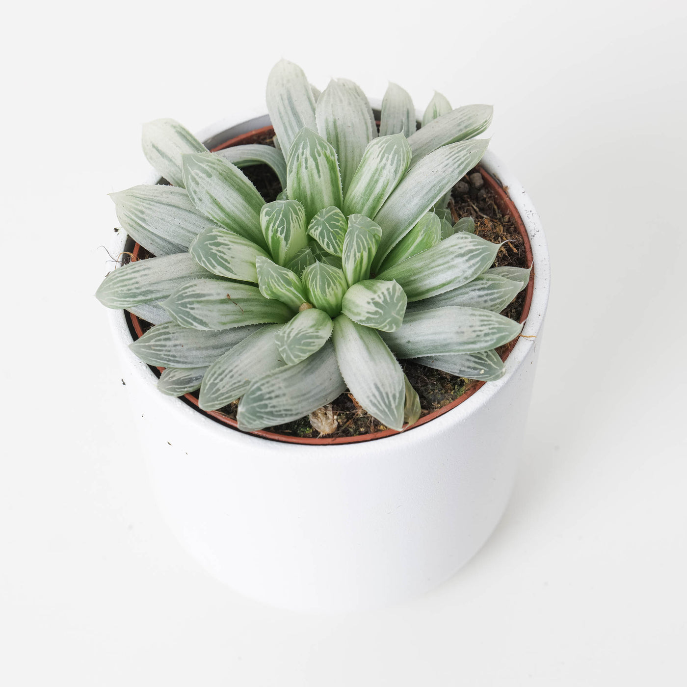 Haworthia cymbiformis variegata - House of Kojo