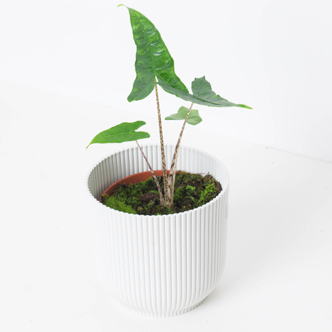 Alocasia Zebrina Reticulata - House of Kojo