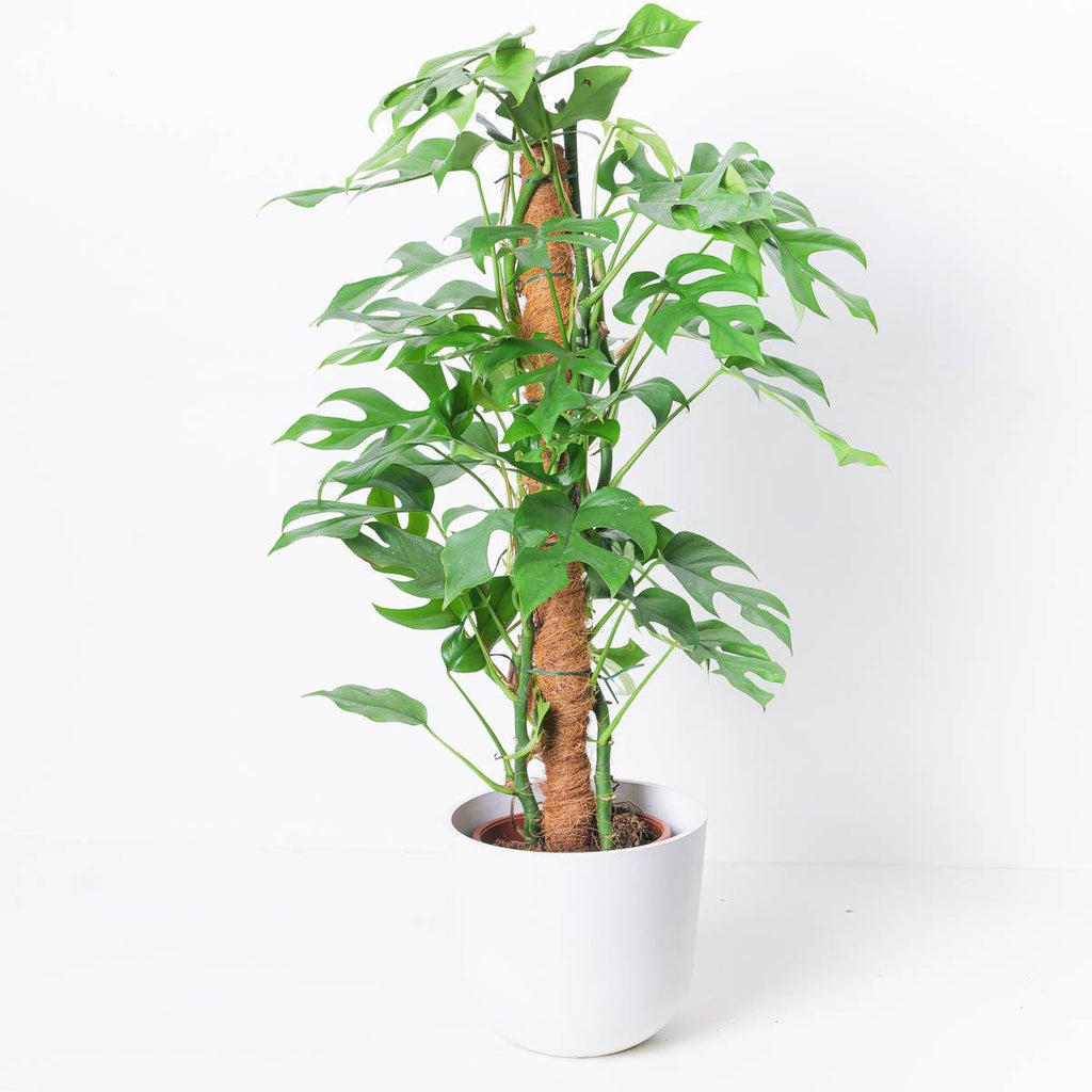 monstera minima vs rhaphidophora tetrasperma Rhaphidophora Tetrasperma | Mini Monstera Compacta