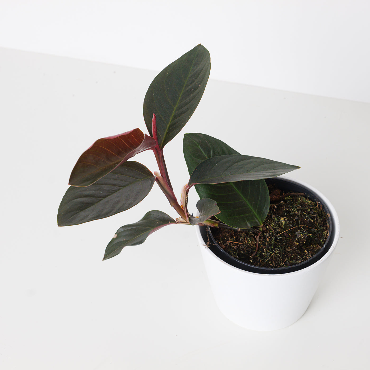 dark red house plant Rhodospatha sp. 'Black/Red'