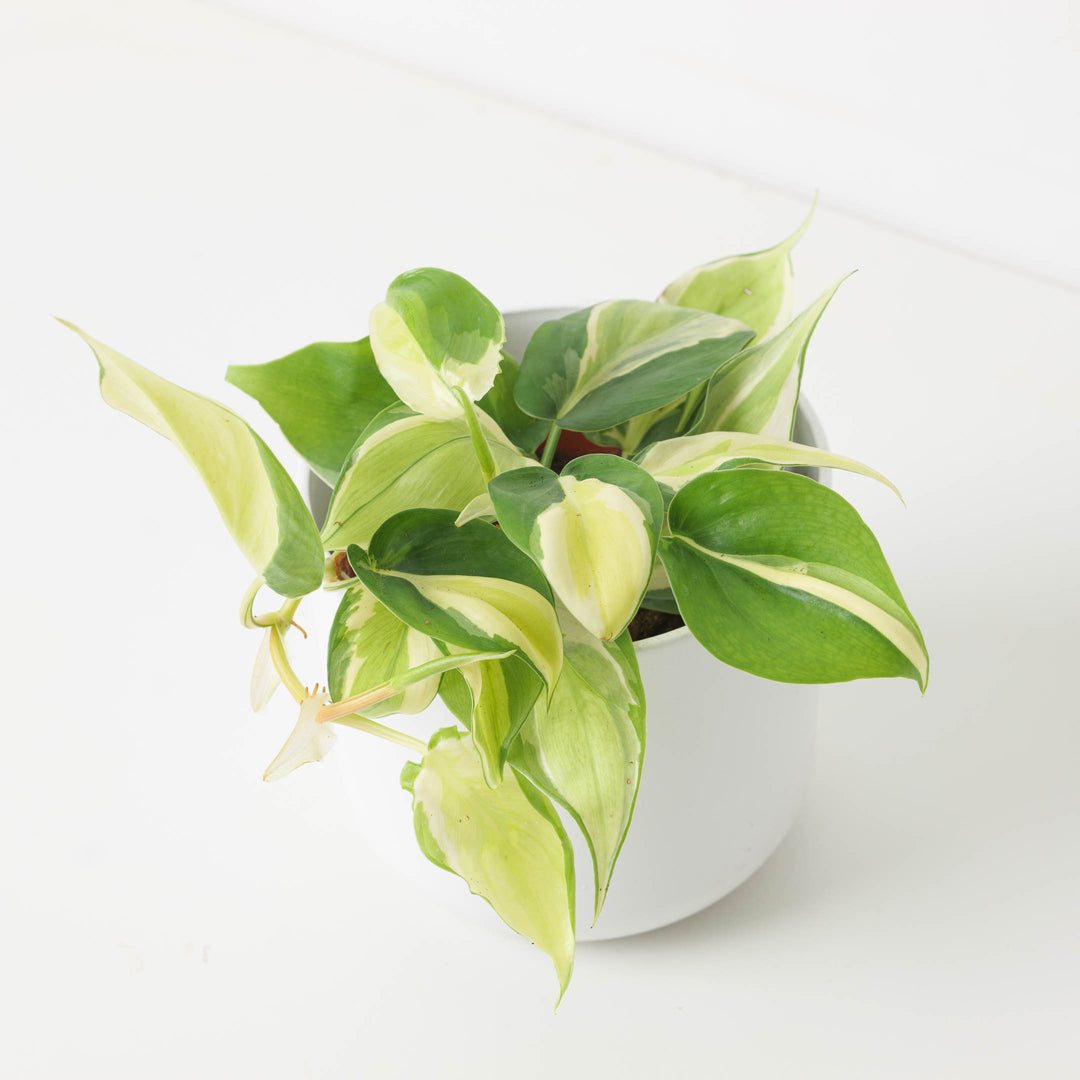 philodendron brasil rio Philodendron scandens 'Rio'