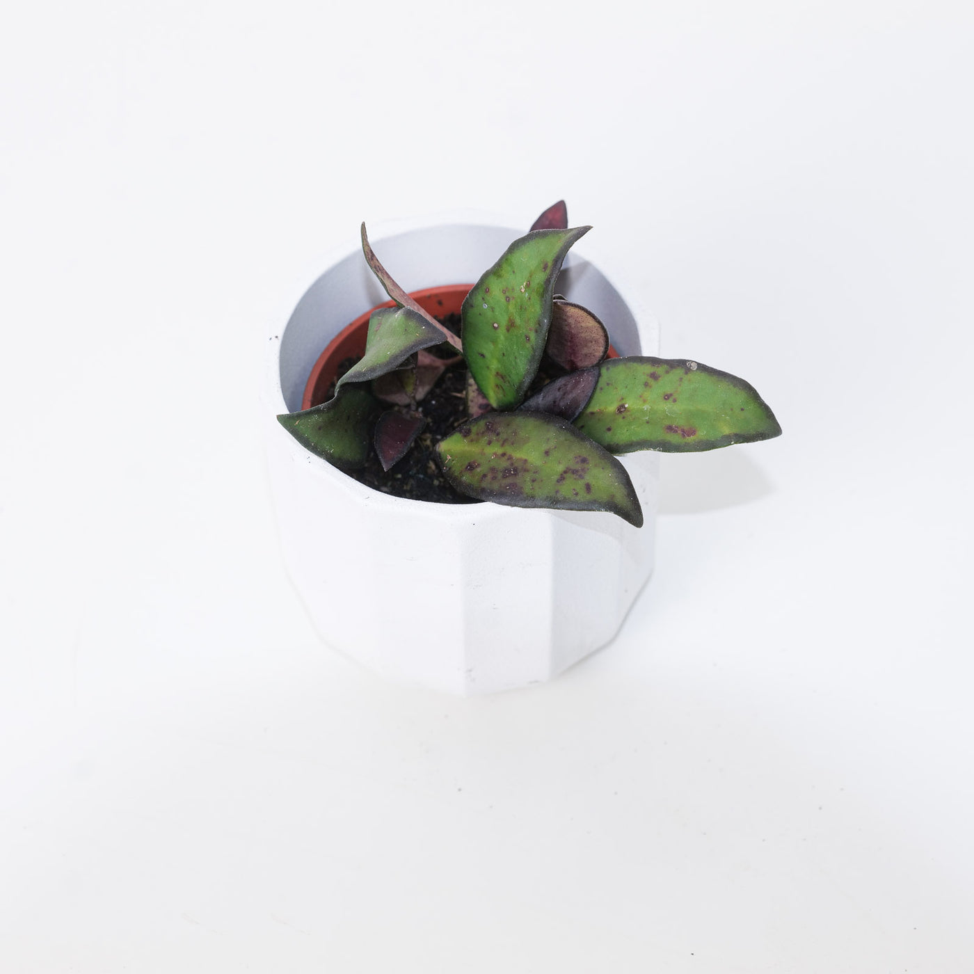 Hoya Rosita 'Red Maroon' - House of Kojo