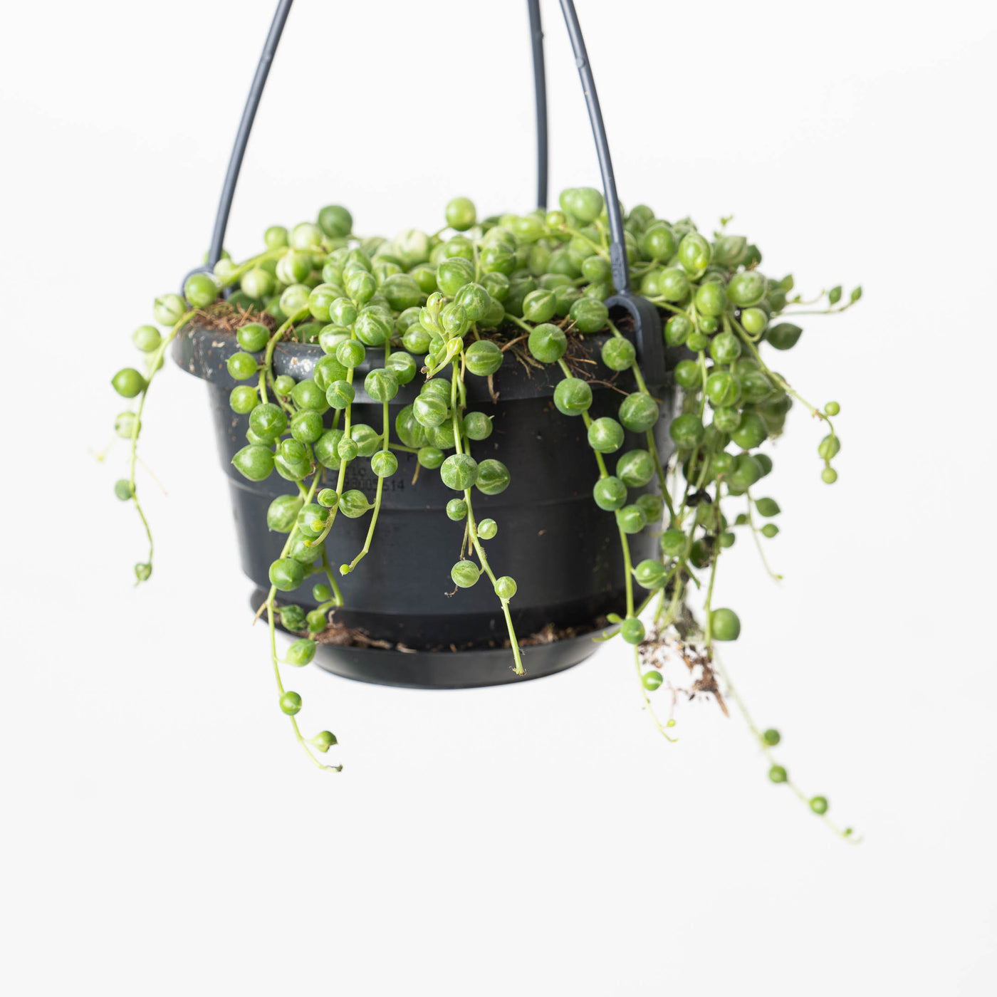 Senecio rowleyanus variegated | Variegated String of Pearls - House of Kojo