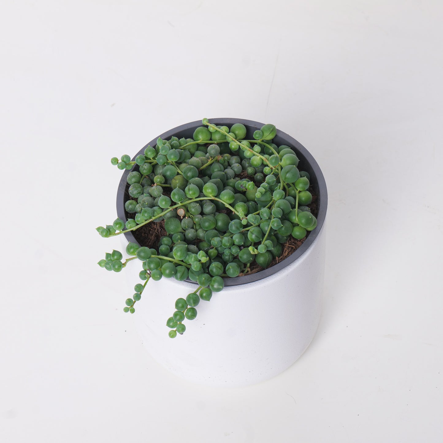 Senecio Rowleyanus | String of Pearls - House of Kojo