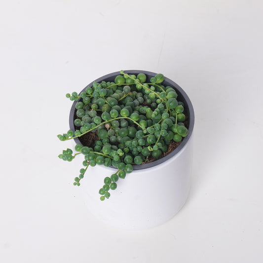 Senecio Rowleyanus | String of Pearls - House of Kojo