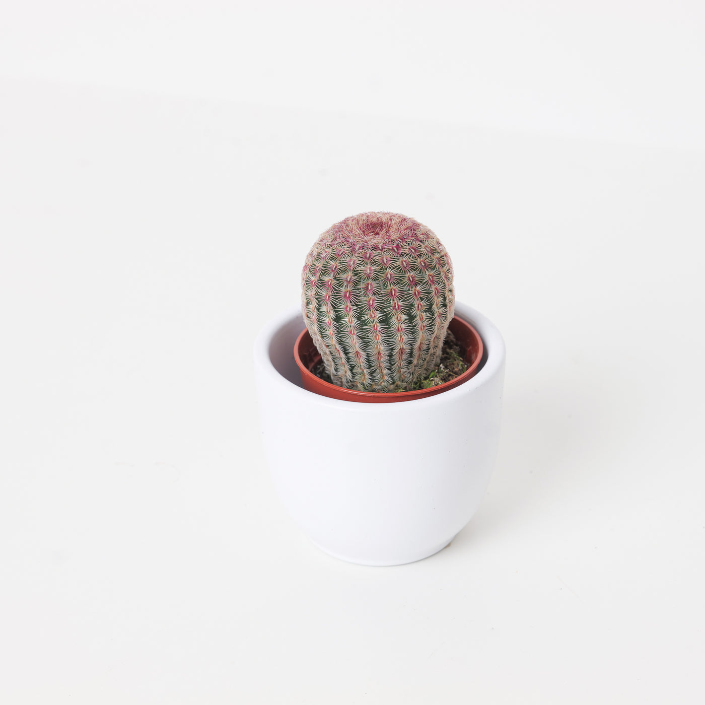 Echinocereus rigidissimus var. rubispinus - House of Kojo