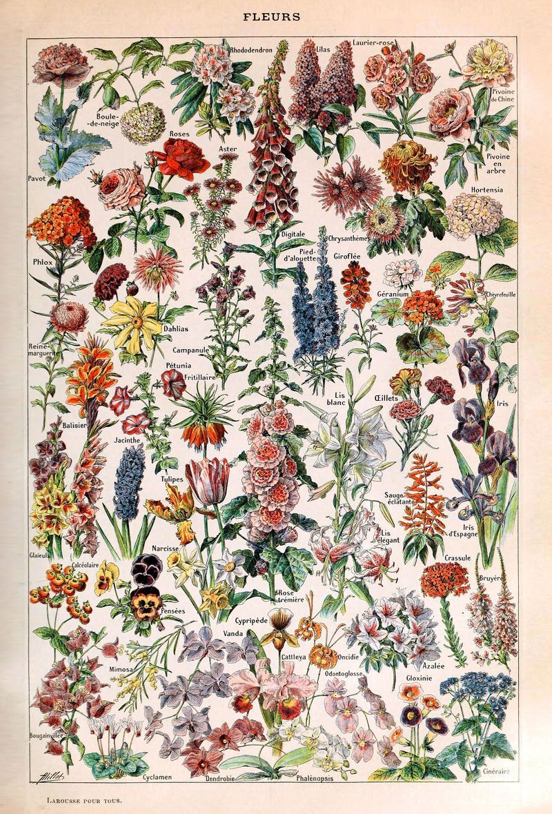 Adolphe Millot Vintage Botanical Art Tote Bag - House of Kojo