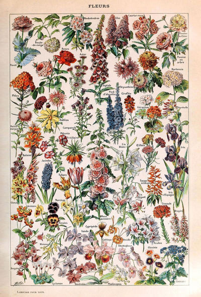 Adolphe Millot Vintage Botanical Art Tote Bag - House of Kojo