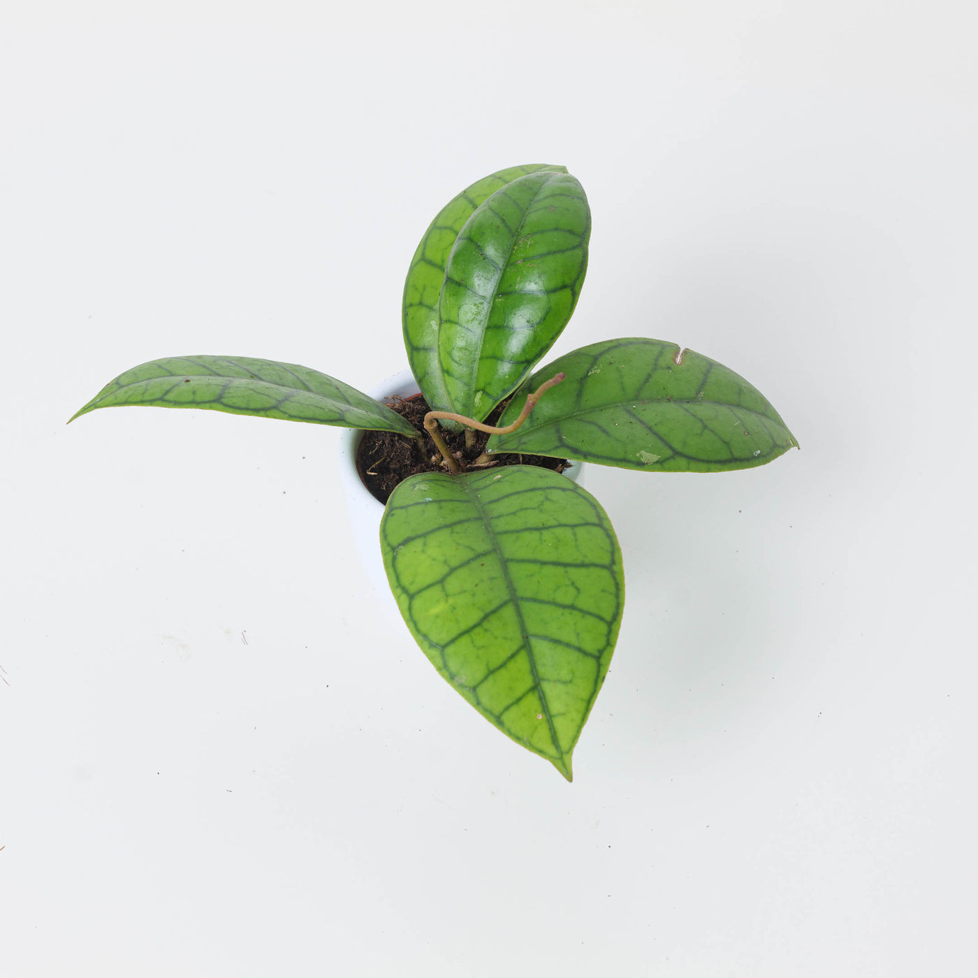 Hoya calistophylla P2 - House of Kojo