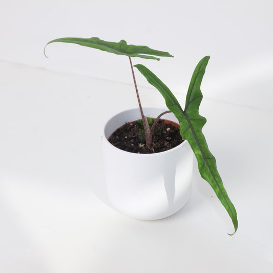 Alocasia sp Sulawesi 'Sabrina Narrow' - House of Kojo