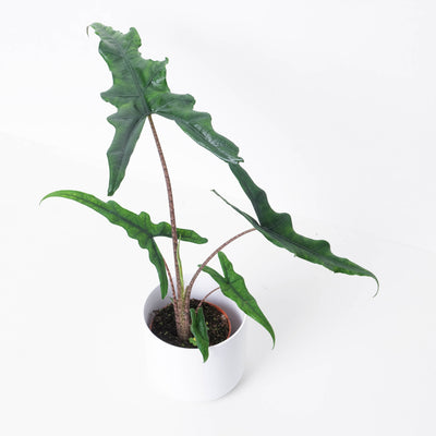 Alocasia sp Sulawesi 'Sabrina Narrow' - House of Kojo