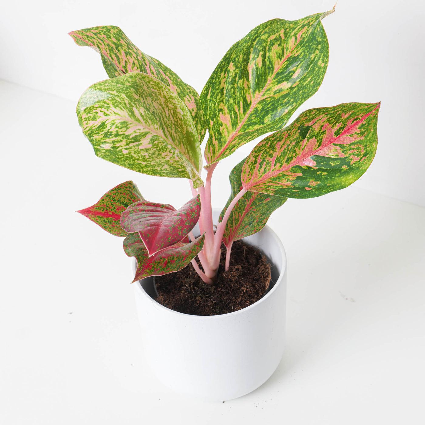 aglaonema chameleon Aglaonema 'Samba Red'