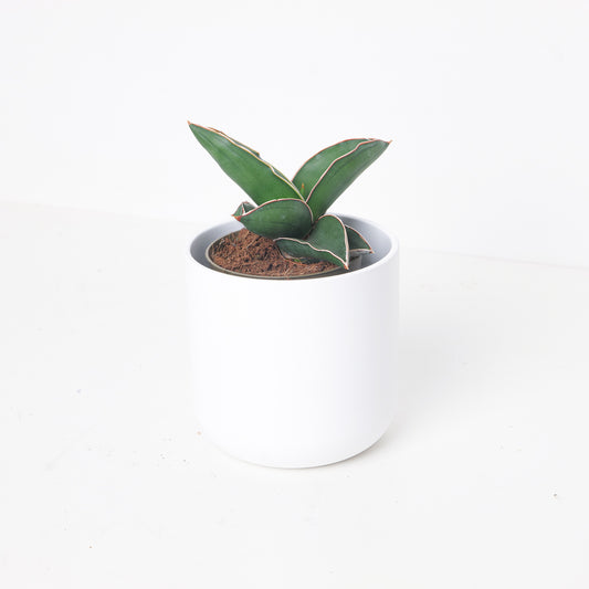 Sansevieria Ehrenbergii Samurai - House of Kojo