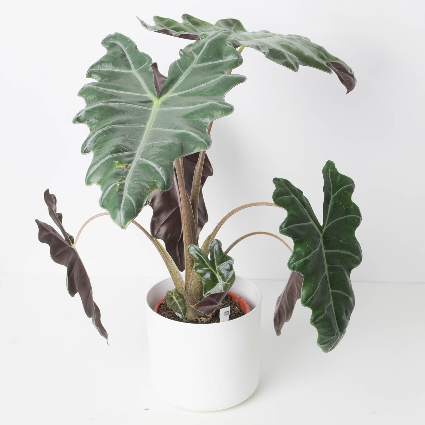 Alocasia Sanderiana - House of Kojo