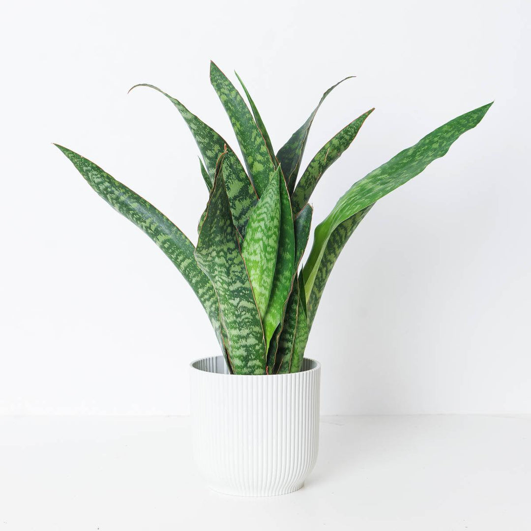 snake dragon plant Sansevieria aubrytiana 'Dragon' | Snake Plant