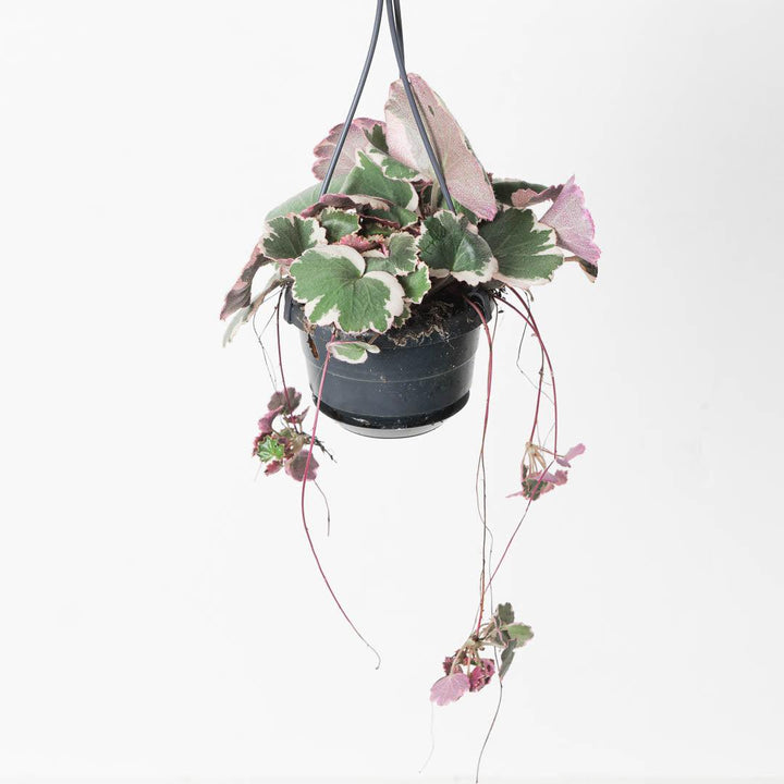 Saxifraga Stolonifera Tricolor | Strawberry Begonia | Indoor