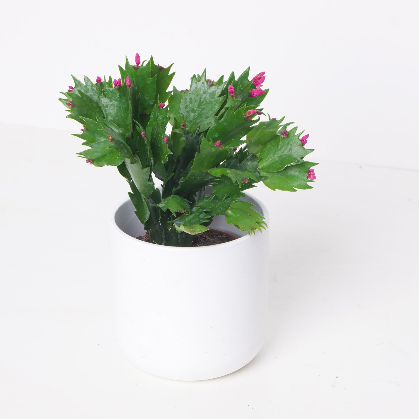 Schlumbergera Pink Thanksgiving Cactus - House of Kojo