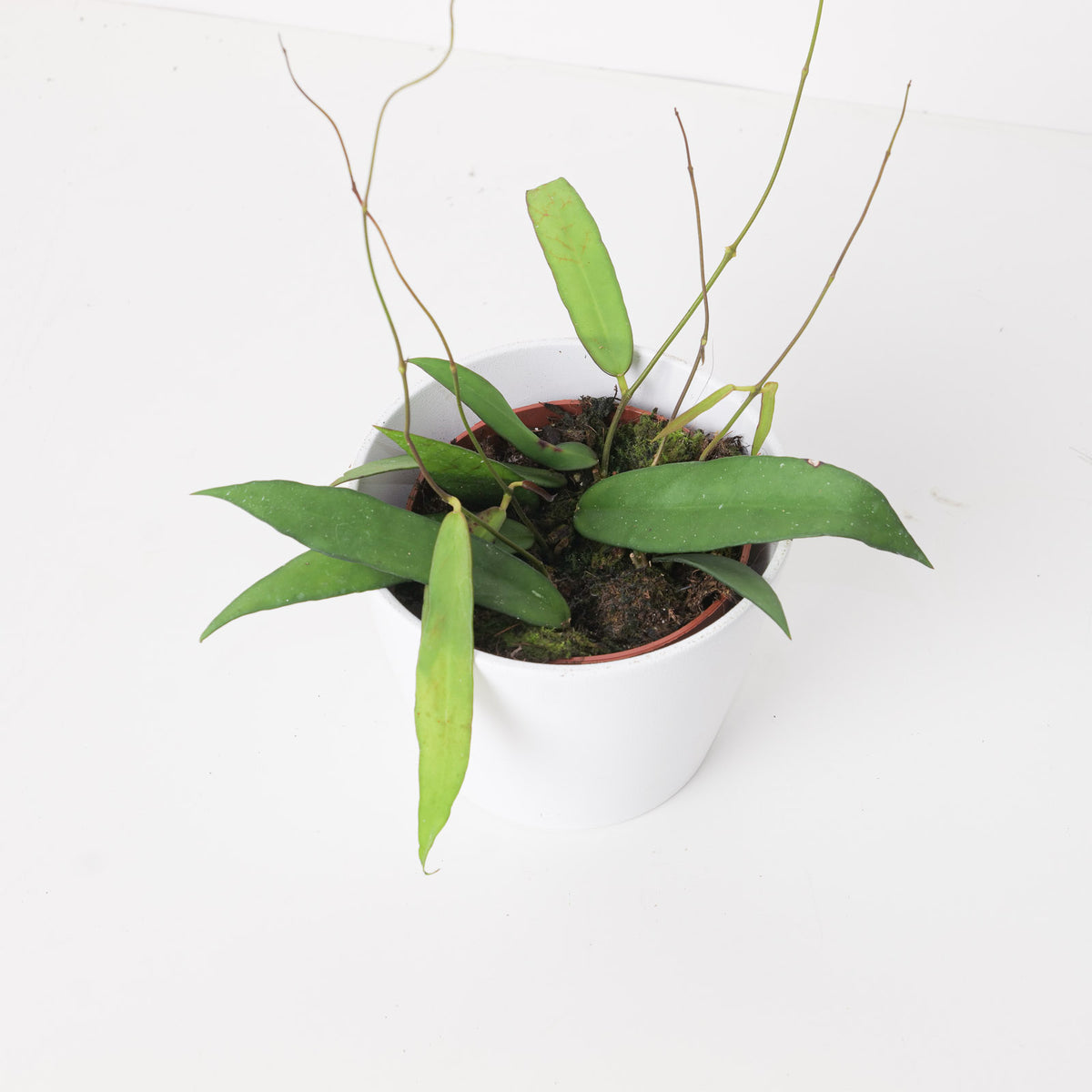 Hoya scortechinii - House of Kojo