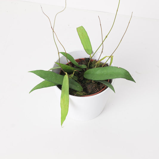Hoya scortechinii - House of Kojo