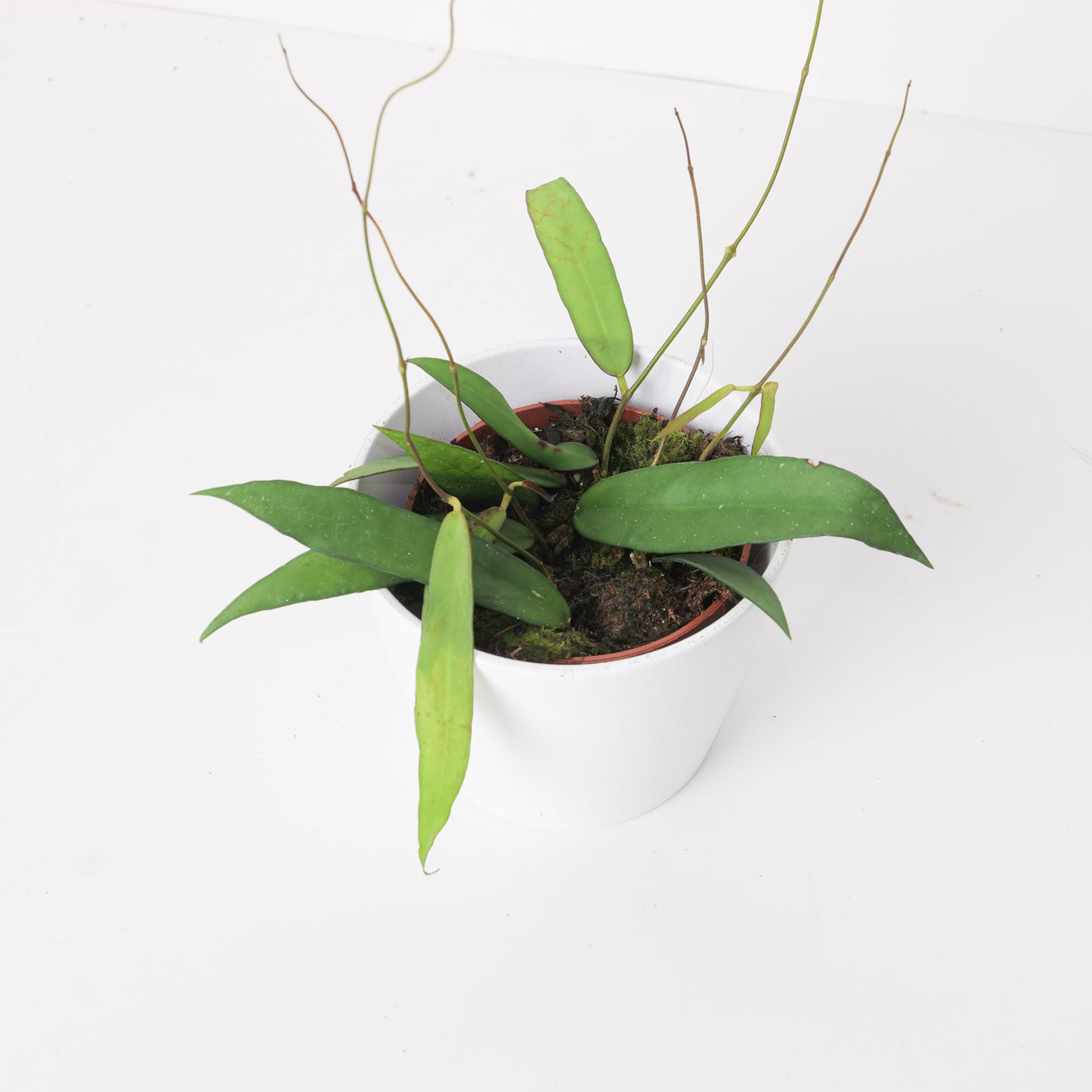 Hoya scortechinii - House of Kojo