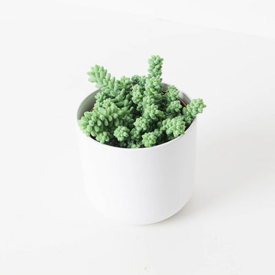 Sedum morganianum 'Burrito' | Donkey's Tail - House of Kojo