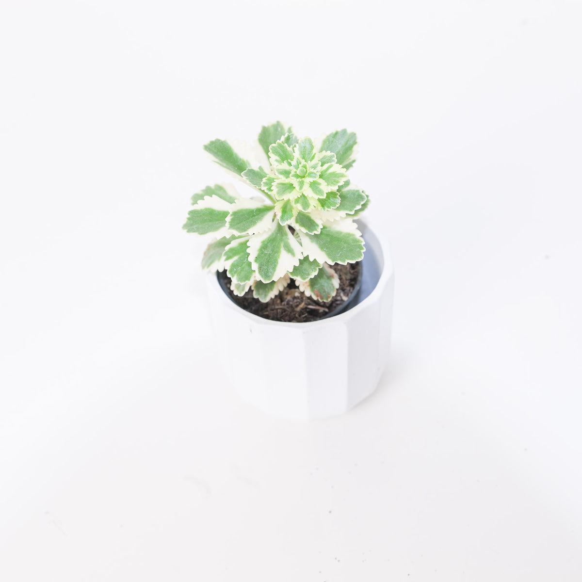 Sedum takesimense 'Atlantis' - House of Kojo