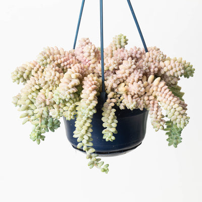 Sedum morganianum 'Burrito' | Donkey's Tail - House of Kojo