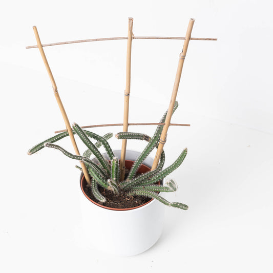 Selenicereus grandiflorus - House of Kojo