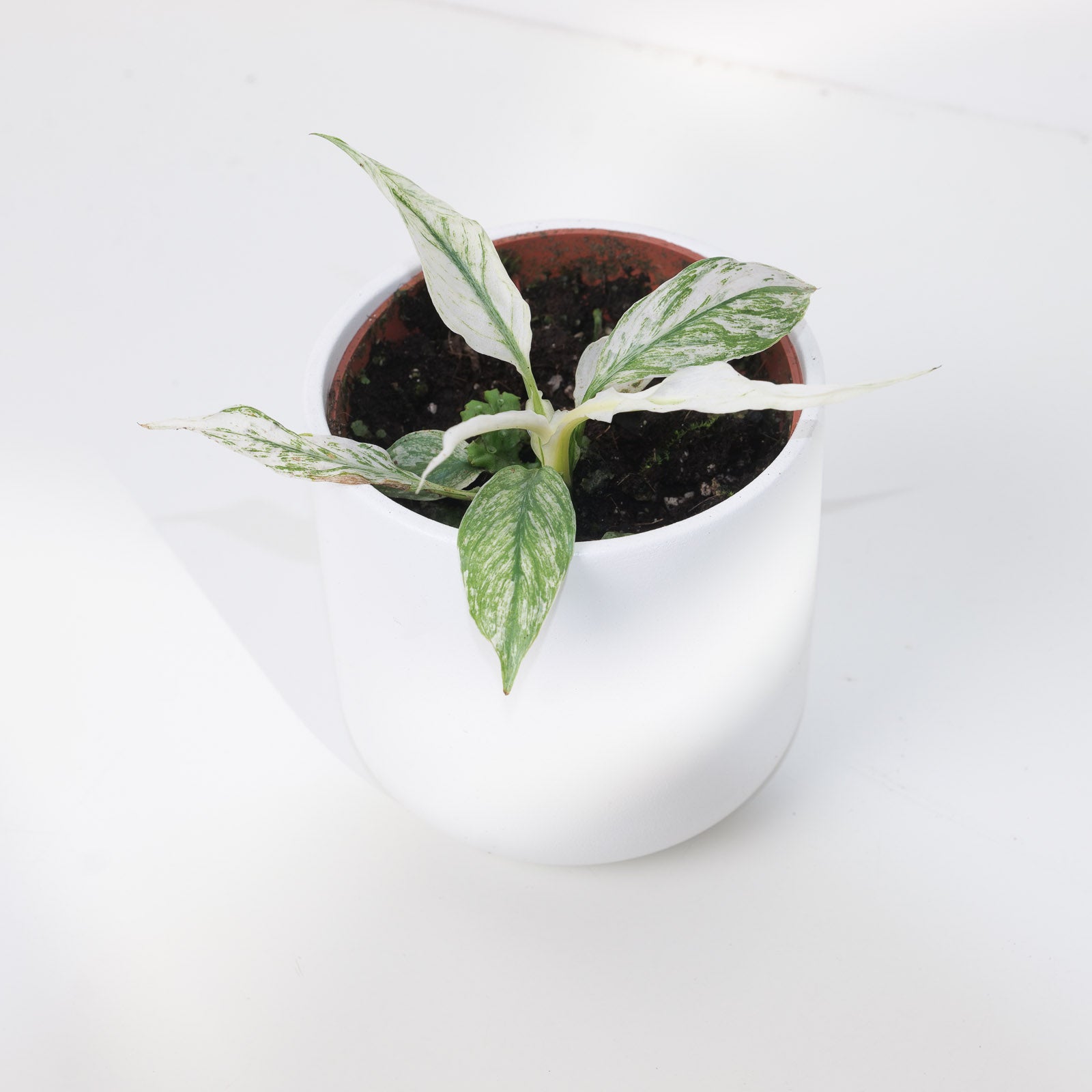 Spathiphyllum Sensation Variegated