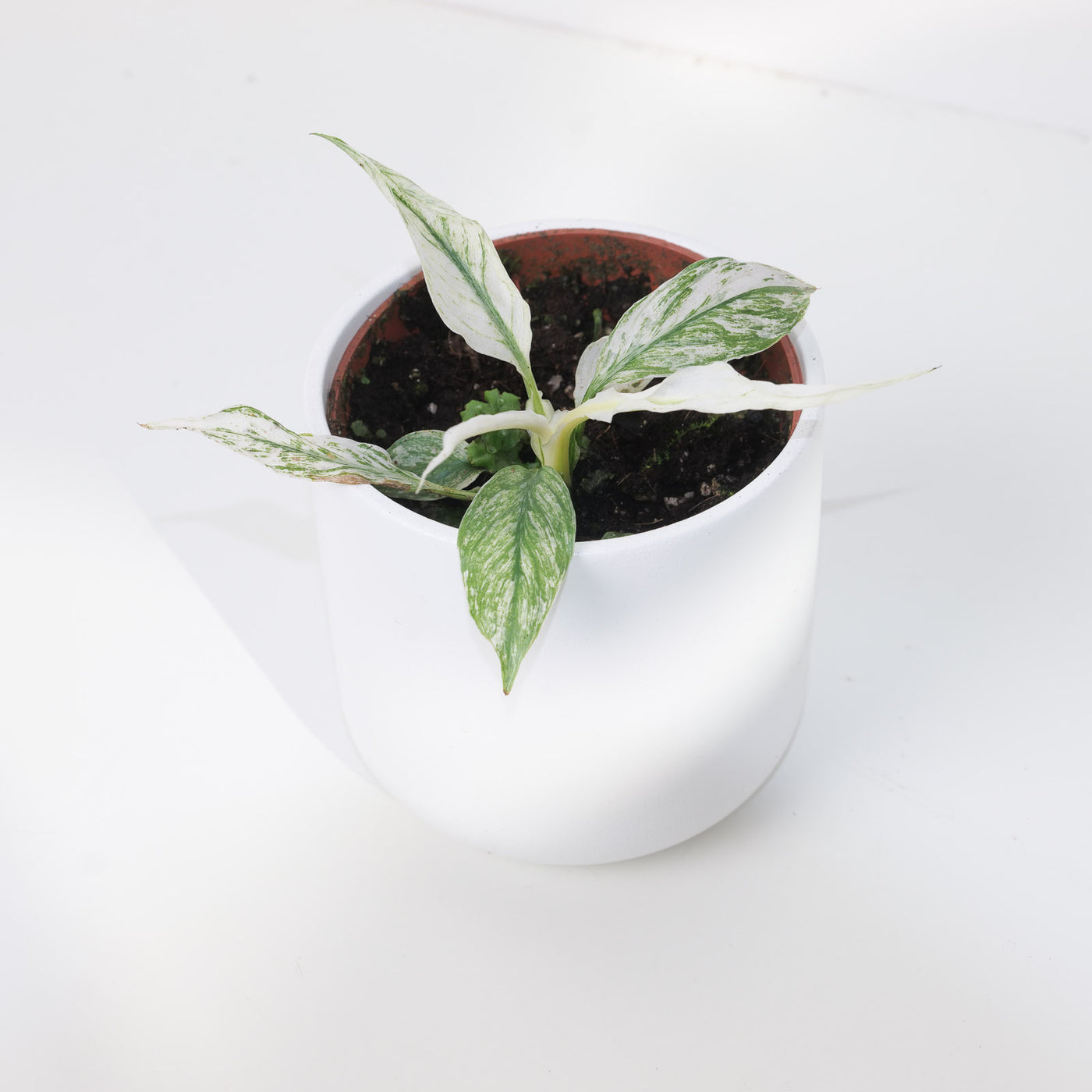 Spathiphyllum Sensation Variegated - House of Kojo